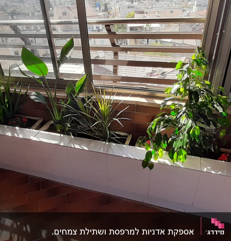 עציצים עם צמחים ירוקים במרפסת שמש